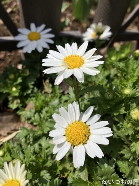 iphone-se-3-wide-lens-photo1 | iphone review.jp iPhone SE3の広角レンズ撮影その1。白い花を撮影すると陰影がキレイです。