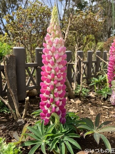 iphone-se-3-wide-lens-photo2 | iphone review.jp iPhone SE3の広角レンズ撮影その1。赤い花びらのある花だと、色鮮やかさが際立ちます。