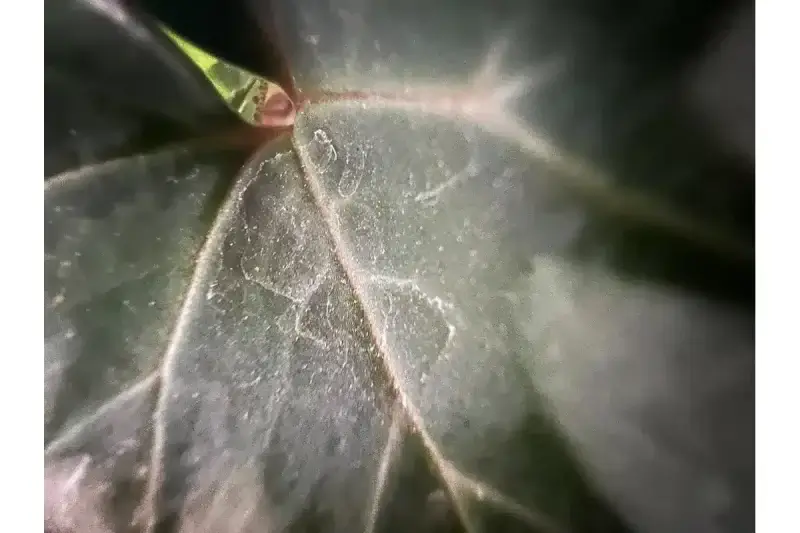 iPhone13マクロ撮影モード有効