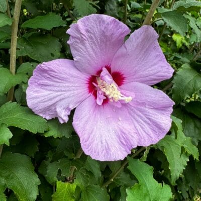 iPhone15 Pro Max  マクロ撮影 作例１