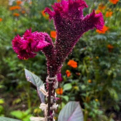 iPhone15 Pro Max  マクロ撮影 作例４