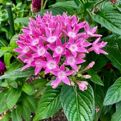 iPhone15 Pro Max  マクロ撮影 作例６