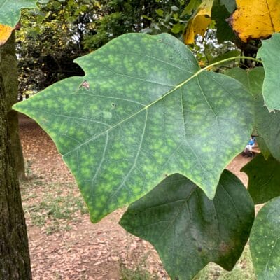 iPhone15 Pro Max  マクロ撮影 作例10
 葉の葉脈