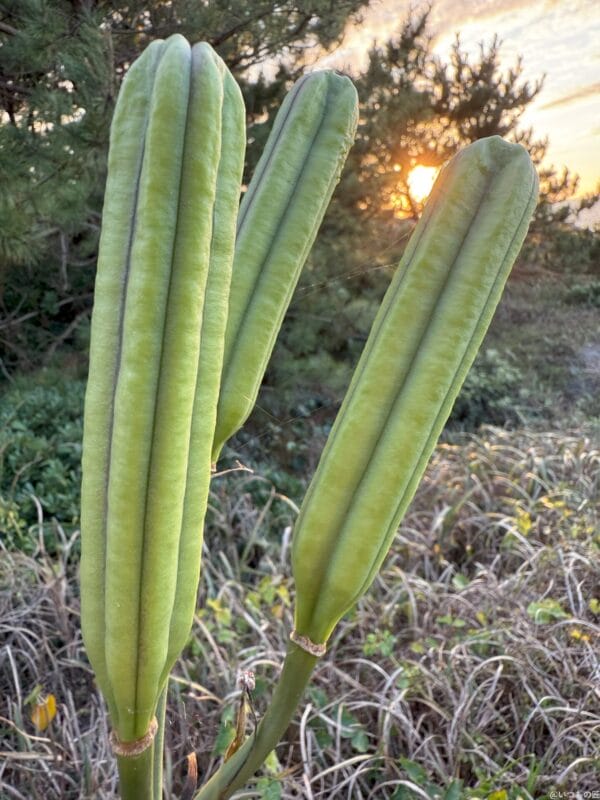 iPhone 16 Pro/16 Pro Max カメラ iPhone 16 Pro Maxで撮影したポートレート写真