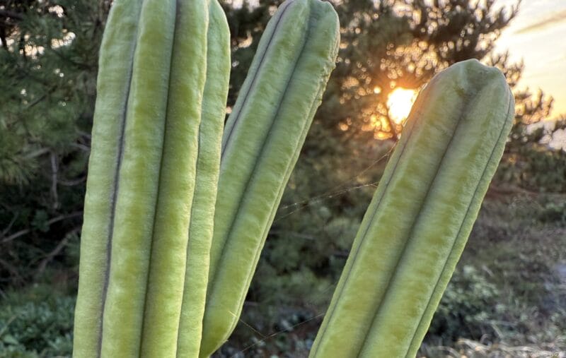 iphone 16 pro maxで撮影したポートレート写真 | iphone review.jp iPhone 16 Pro/16 Pro Max カメラ iPhone 16 Pro Maxで撮影したポートレート写真