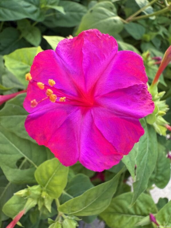 iPhone 16 Pro/16 Pro Max カメラ iPhone 16 Pro Maxで撮影したマクロ写真