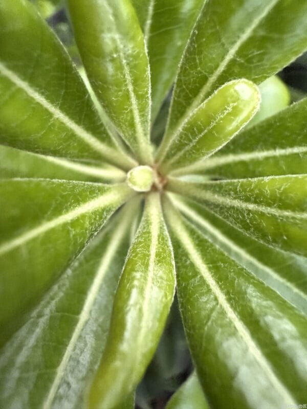 iPhone 16 Pro/16 Pro Max カメラ iPhone 16 Pro Maxで撮影したマクロ写真