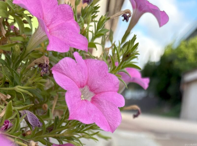 iphone 16で撮影した風景写真 | iphone review.jp iPhone 16/16 Plus カメラ iPhone 16で撮影した風景写真