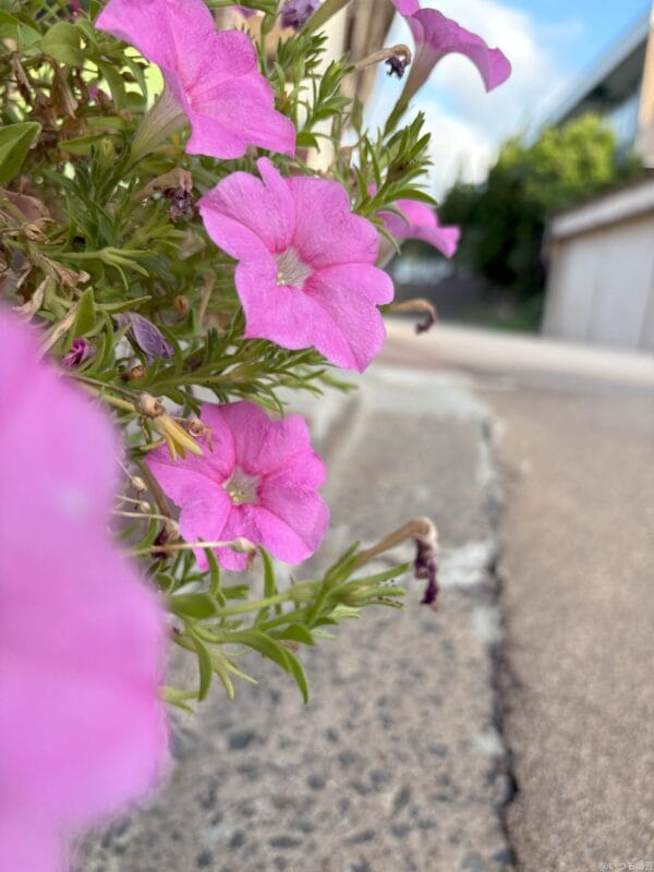 iphone 16で撮影した風景写真 | iphone review.jp iPhone 16/16 Plus カメラ iPhone 16で撮影した風景写真