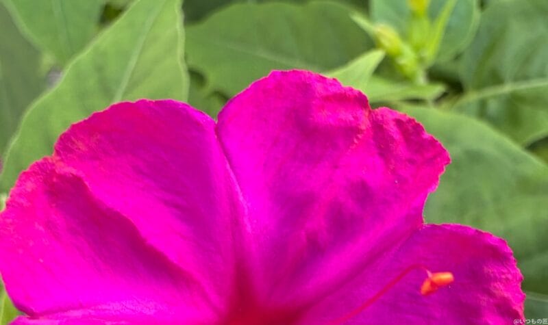 iphone 16でマクロ撮影した写真 | iphone review.jp iPhone 16/16 Plus カメラ iPhone 16でマクロ撮影した写真