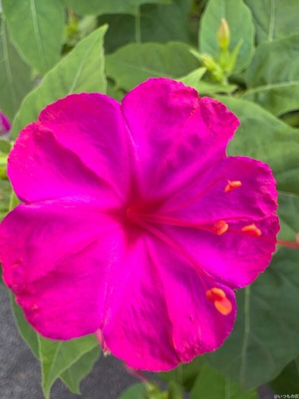 iPhone 16/16 Plus カメラ iPhone 16でマクロ撮影した写真