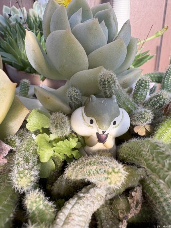 iPhone 16/16 Plus カメラ iPhone 16でマクロ撮影した写真