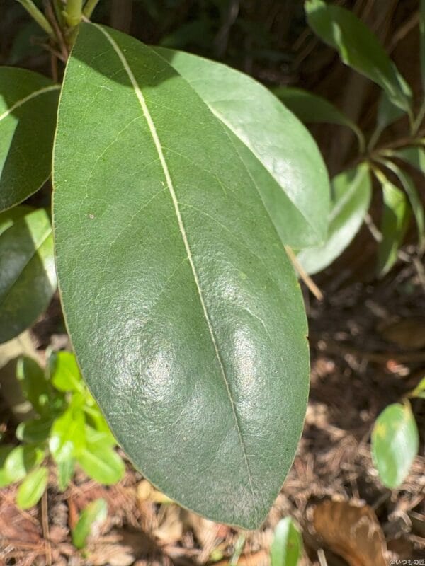 iphone 16でマクロ撮影した写真 | iphone review.jp iPhone 16/16 Plus カメラ iPhone 16でマクロ撮影した写真