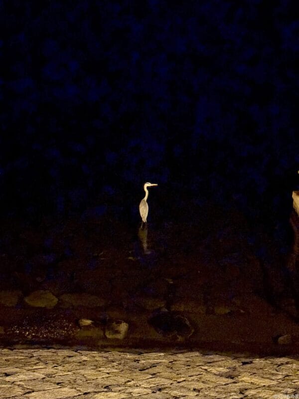 iPhone 16/16 Plus カメラ iPhone 16の通常モードで撮影した夜景写真