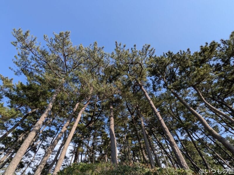 iPhone16e カメラ Pixel 9aで撮影した風景写真