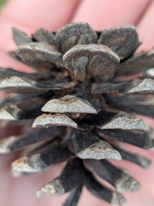 iPhone16e カメラ Google Pixel 9aでマクロ撮影した写真