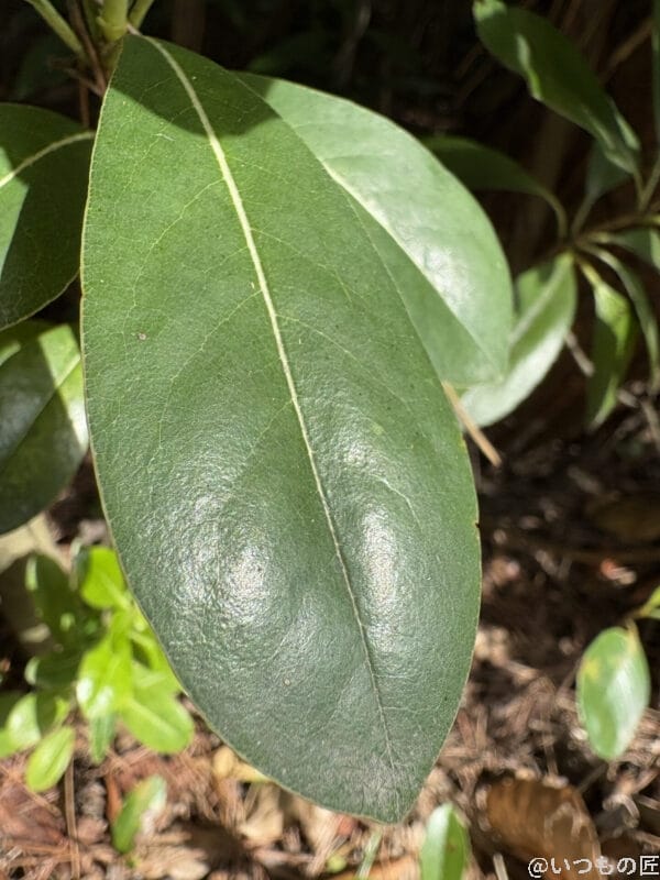 iPhone16e カメラ iPhone16でマクロ撮影した写真