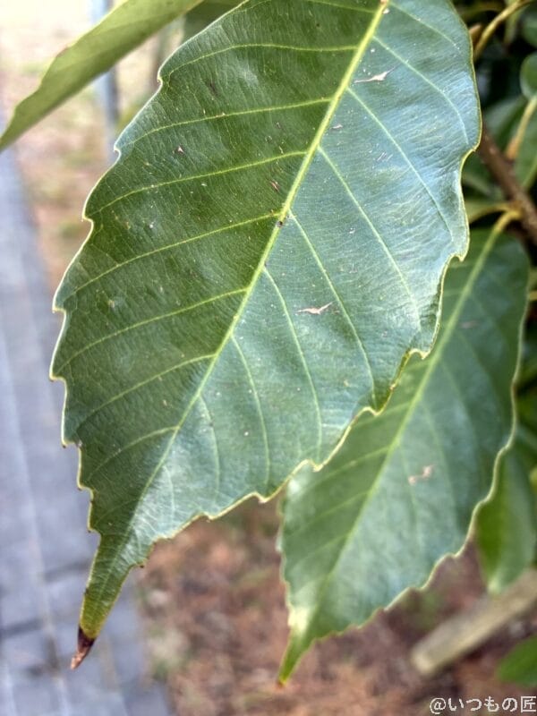 iPhone16e カメラ iPhone16eでマクロ撮影した写真