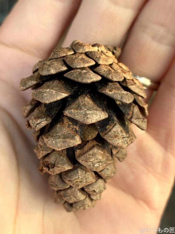 iPhone16e カメラ iPhone16eでマクロ撮影した写真