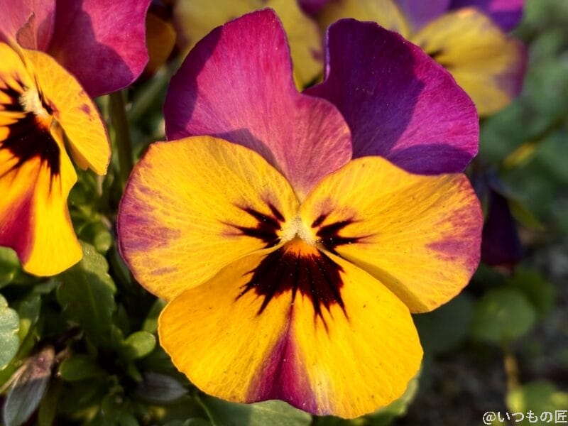 iPhone16e カメラ iPhone16eでマクロ撮影した写真