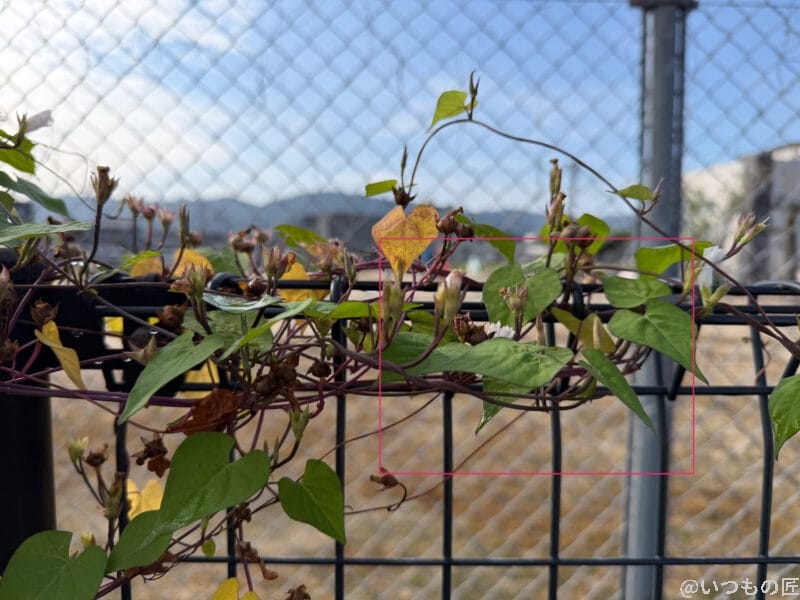 iPhone 17 Pro カメラ 金網フェンスに絡みつく朝顔