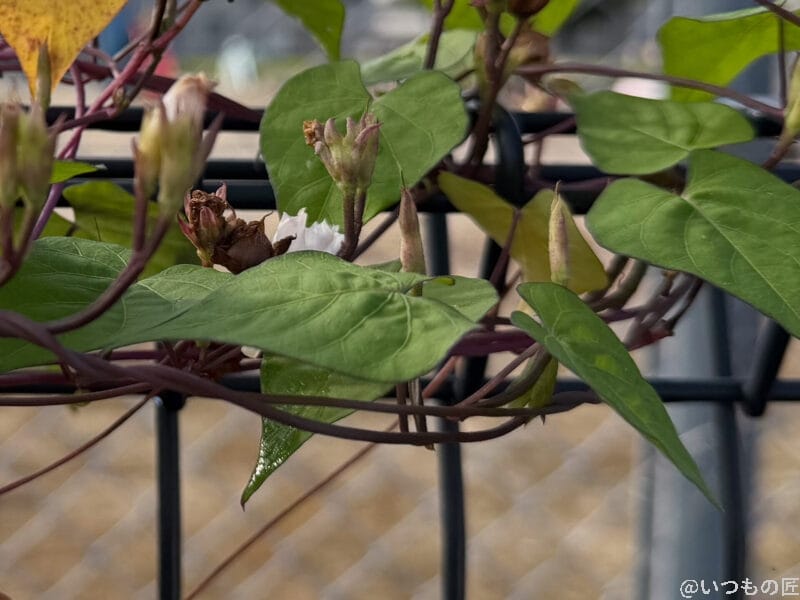 iPhone 17 Pro カメラ フェンスの金網に巻き付く朝顔