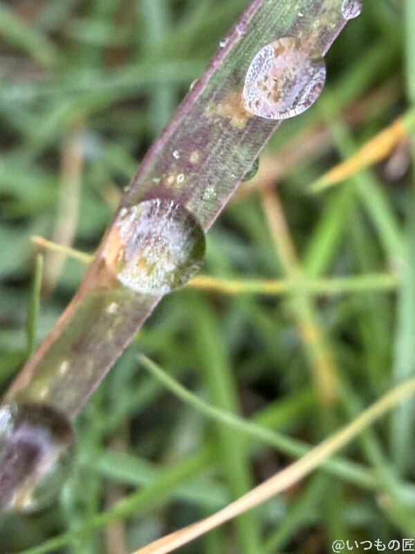 iPhone 17 Pro カメラ 草についた水滴