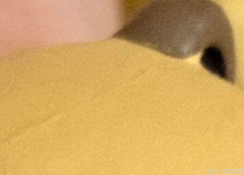 iPhone 17 Pro カメラ 手のひらの上の狸のマスコット人形尾