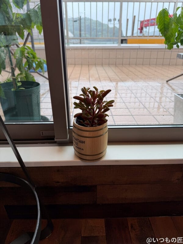 iPhone 17 Pro カメラ 木樽風の鉢に植えられ、窓辺に佇む植物