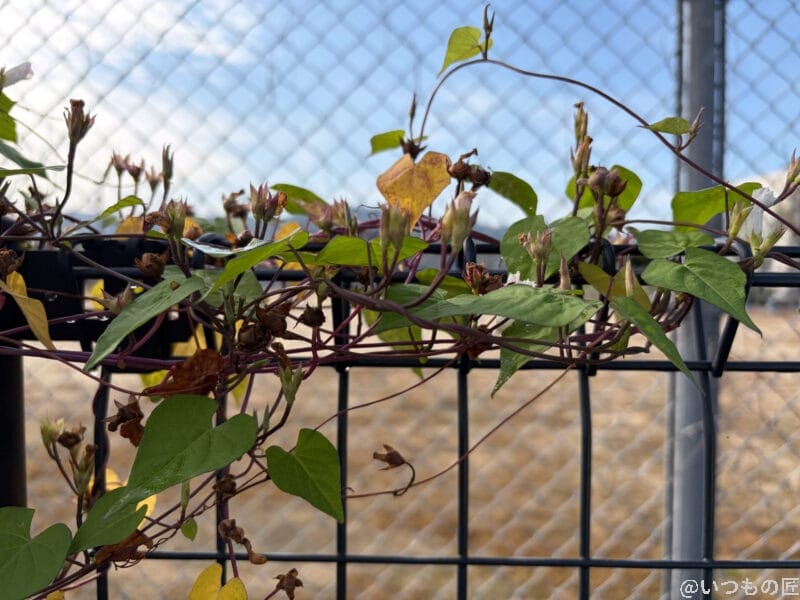 iPhone17 カメラ フェンスに巻き付く朝顔の蔓