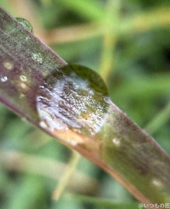 iPhone17 カメラ 草に付着した水滴の様子