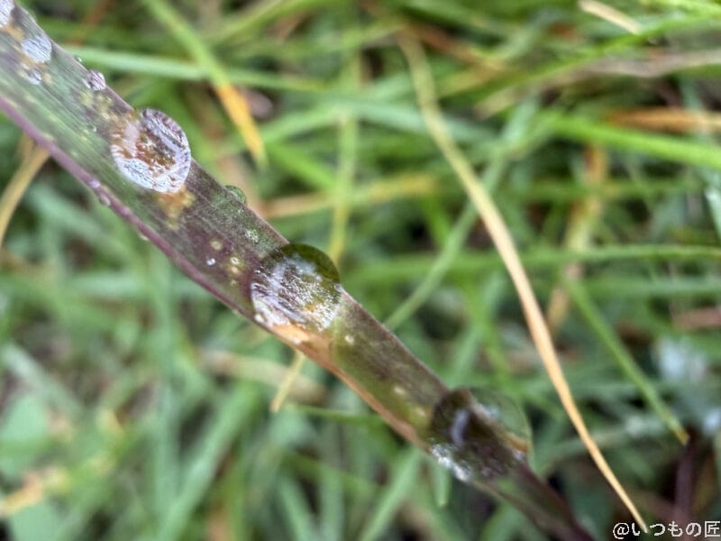iPhone17 カメラ 草についた水滴