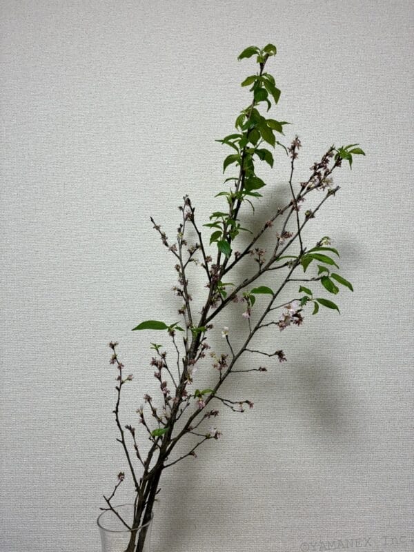 桜の一輪挿し | iphone review.jp iPhone17e カメラ 桜の一輪挿し