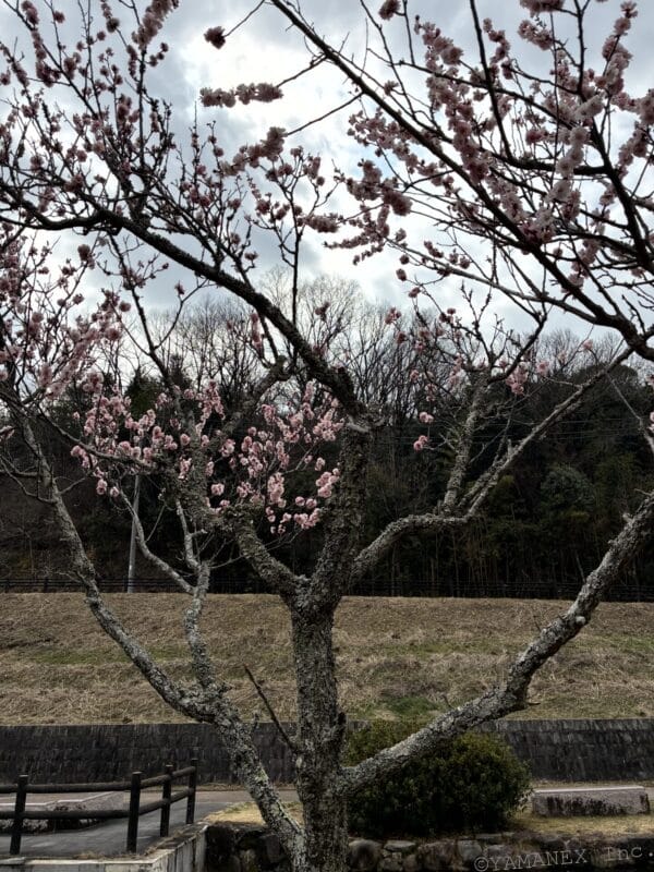 桜の花を捉えた一枚 | iphone review.jp iPhone17e カメラ 桜の花を捉えた一枚