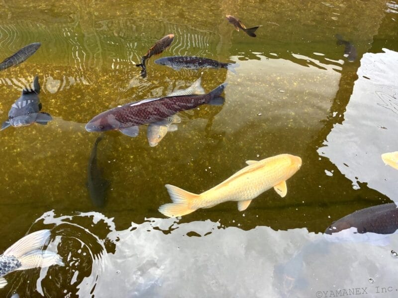 池の中の鯉を撮影した一枚 | iphone review.jp iPhone17e カメラ 池の中の鯉を撮影した一枚