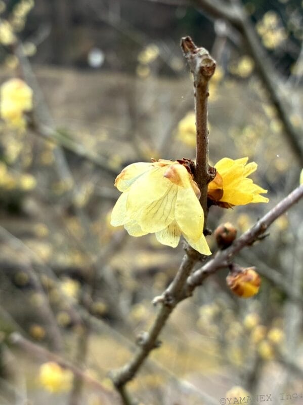 木の枝に咲いた黄色い花 | iphone review.jp iPhone17e カメラ 木の枝に咲いた黄色い花