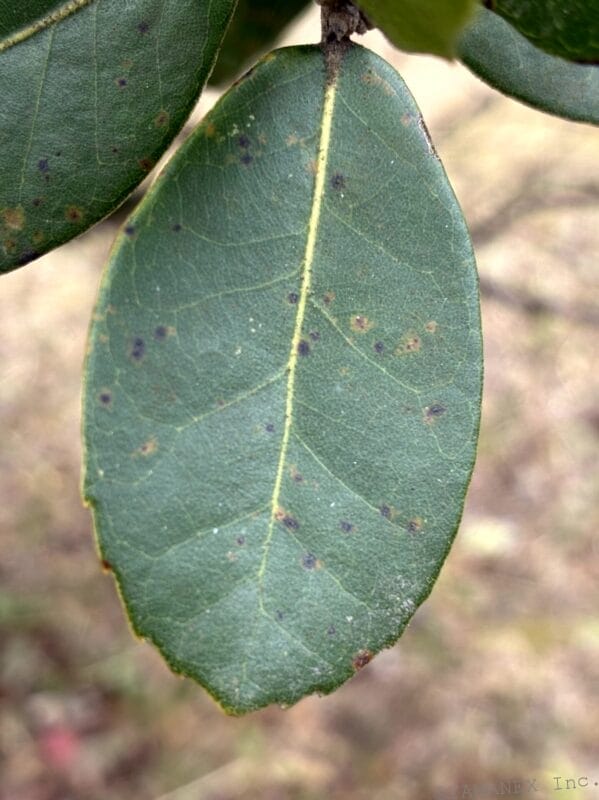 緑の葉を接写した一枚 | iphone review.jp iPhone17e カメラ 緑の葉を接写した一枚